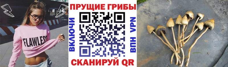 мега как войти  Тотьма  Псилоцибиновые грибы Cubensis 